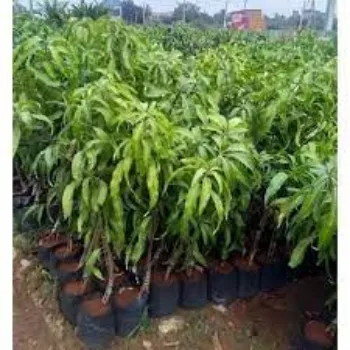 Natural Mango Plants