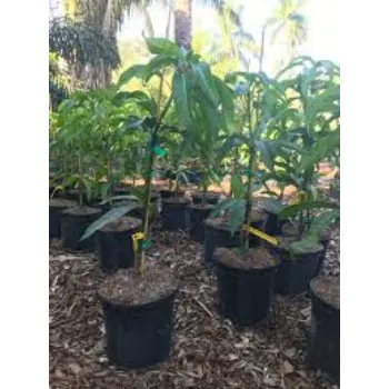 Natural Mango Plants
