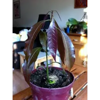 Natural Mango Plants