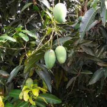 Green Mango Plants