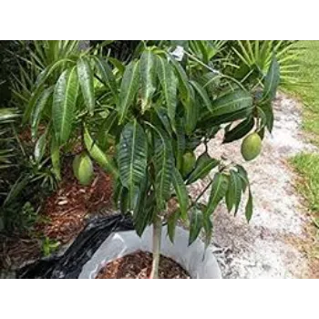 Organic Mango Plants