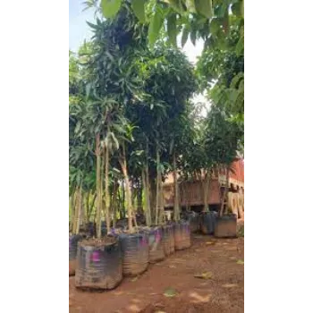  Mango Plants