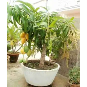 A Grade Mango Plants