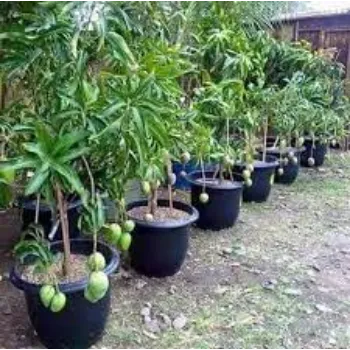 Mango Plants