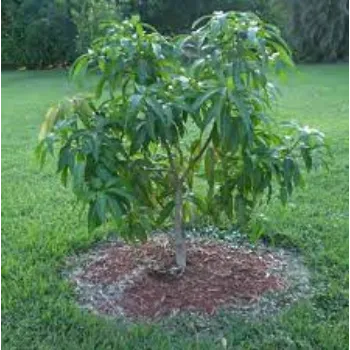 Organic Mango Plants