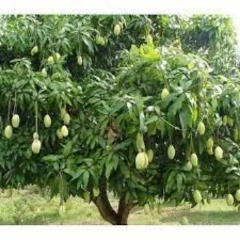 Organic Mango Plants