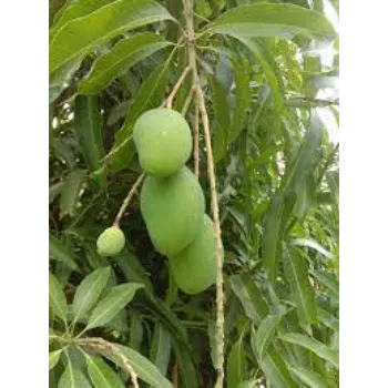 Organic Mango Plants