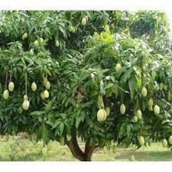 Organic Mango Plants