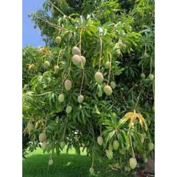 Common Mango Plants