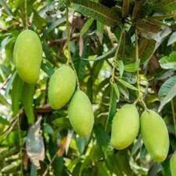 Natural Mango Plants