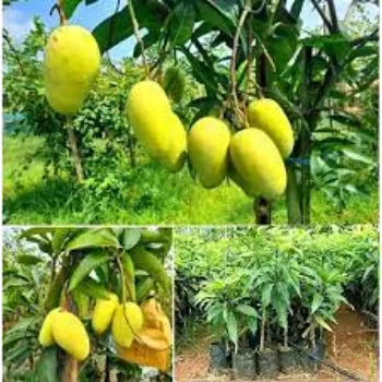 Organic Mango Plants