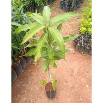 Organic Mango Plants