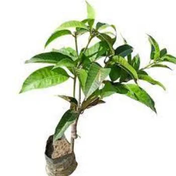 Natural Mango Plants