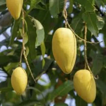 Organic Mango Plant Manufacturer
