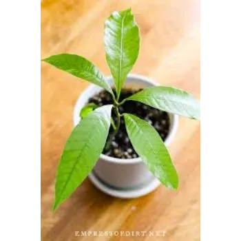 Mango Amrapali Plant Exporter