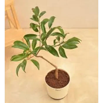 Common Mango Plant Exporter
