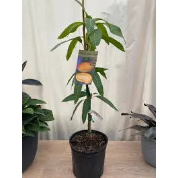 Organic Mango Plant
