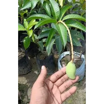 Mango Plants Exporter
