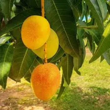 Organic Mango Plants