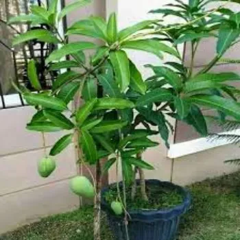 Organic Mango Plant Manufacturer