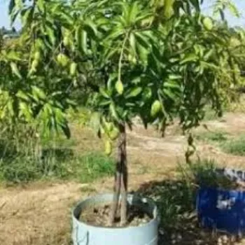 Organic Mango Plant Manufacturer