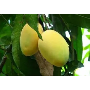 Organic Mango Plant Manufacturer