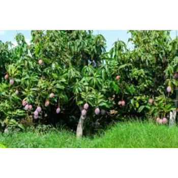 Healthy Mango Plant