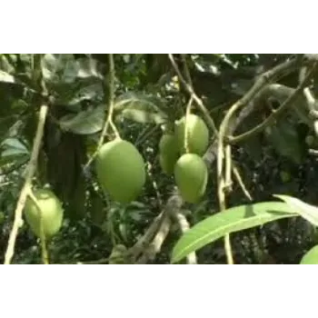 Natural Mango Grafted Plant