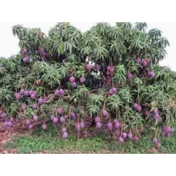Natural Mango Plant