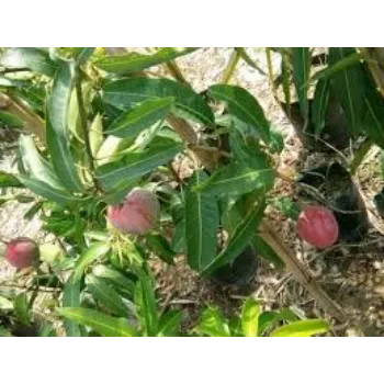 Organic Mango Plant