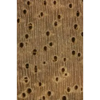 Doted Mango Wood