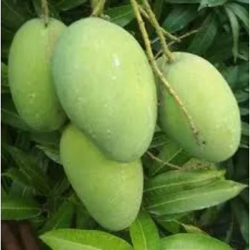 Mango Plant