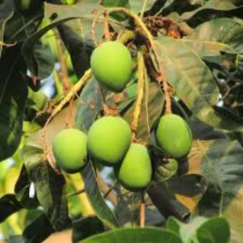 Organic Dried Mango Leaves