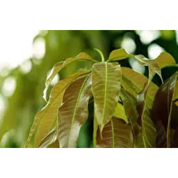  Dried Mango Leaves