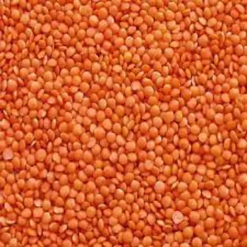 Common Masoor Dal