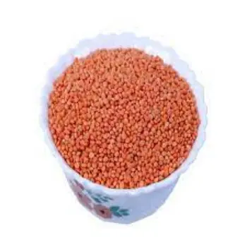 Common Masoor Dal