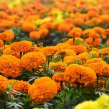 Marigold Flowers