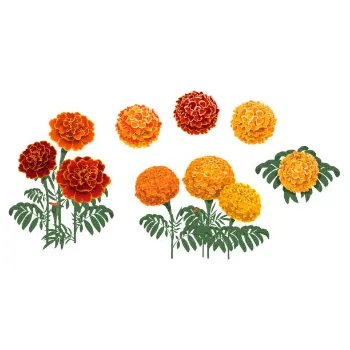 Multi Marigold Flower 