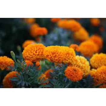 Natural Marigold Flowers Manufacturer