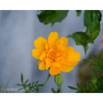 Marigold  Flowers
