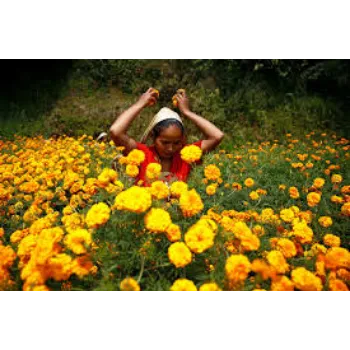Fresh Marigold Flowers Manufacturer