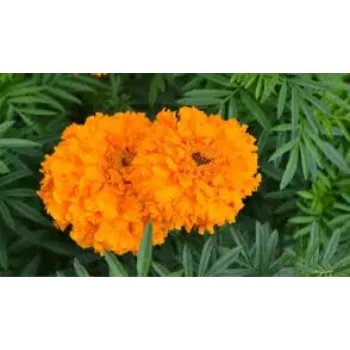 Marigold Flowers Manufacturer