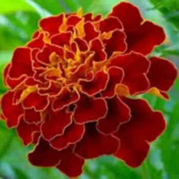 Fresh Marigold Flower Manufacturer