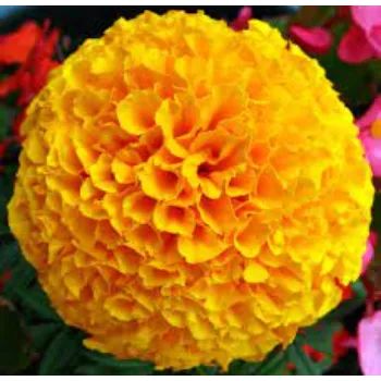 Natural Marigold Flowers