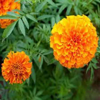 Common Marigold Flowers