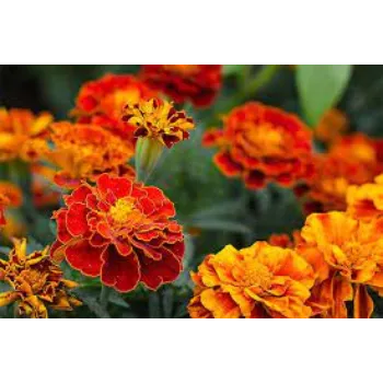 Natural Marigold Flowers