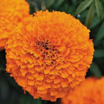 Organic Marigold Flowers