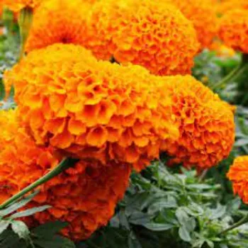 Fresh Marigold Flowers