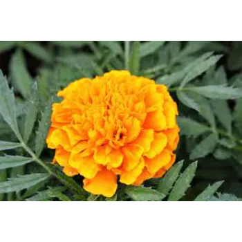 Organic Marigold Flowers