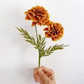 Natural Marigold Flowers